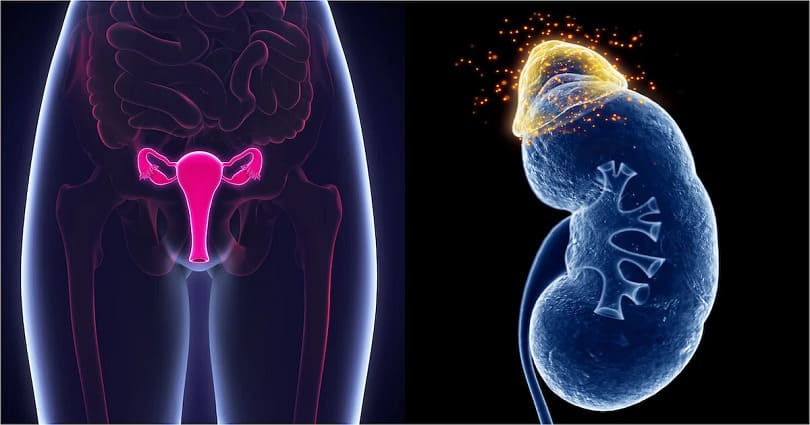 Hormonal Imbalances and Their Connection to Kidney Health 